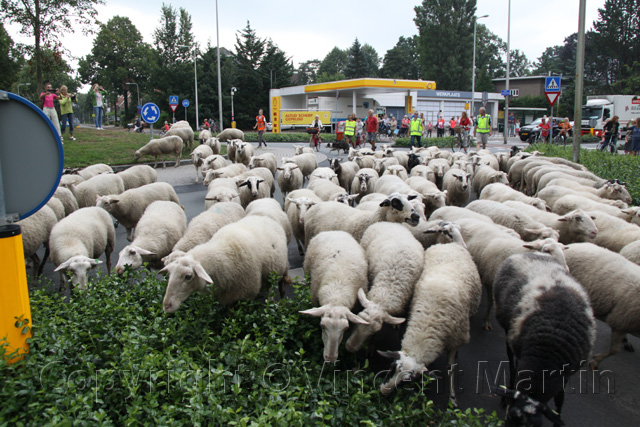 Schapen