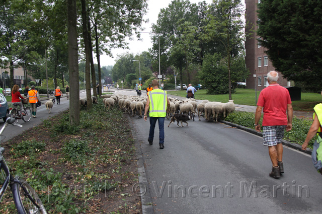 Schapen