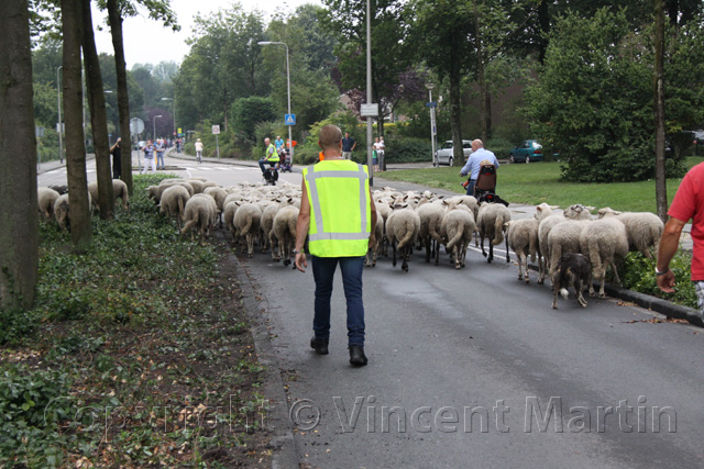 Schapen
