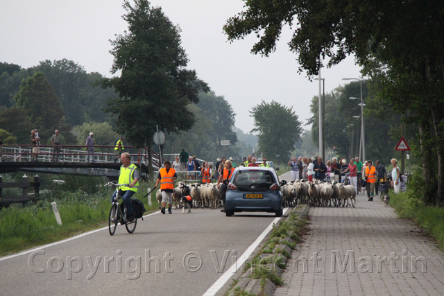 Schapen