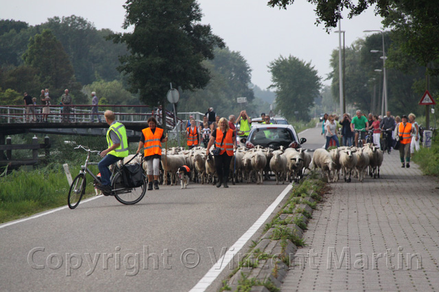 Schapen