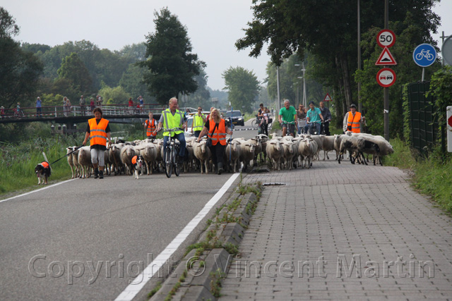 Schapen