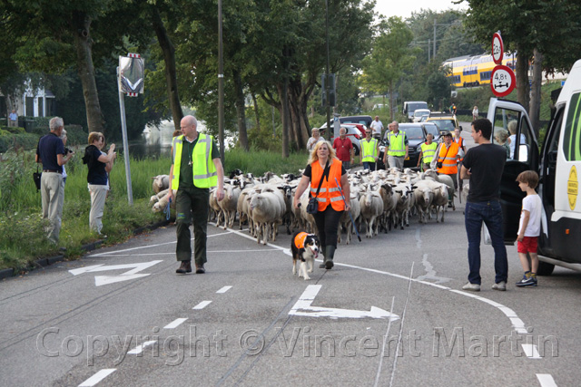 Schapen