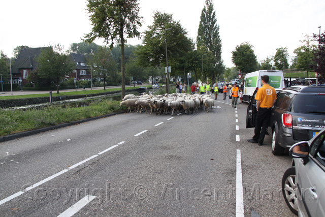 Schapen