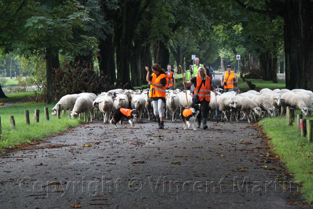 Schapen