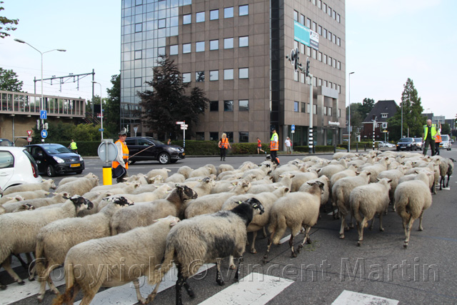 Schapen