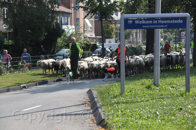 Schapen