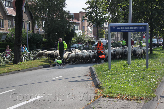 Schapen