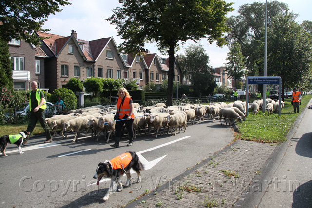 Schapen