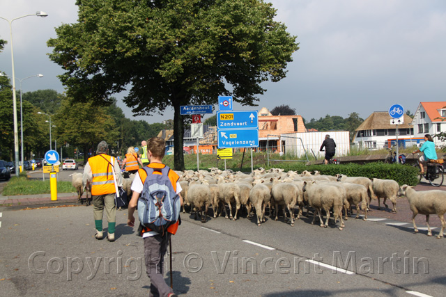 Schapen