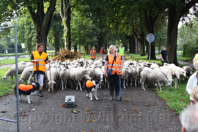 Schapen