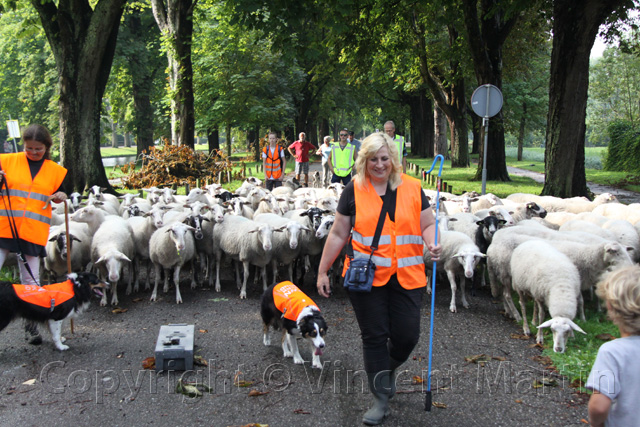 Schapen