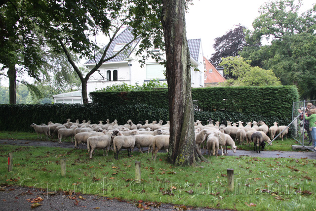 Schapen